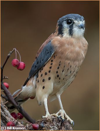 Missing Image: i_0015.jpg - American Kestrel