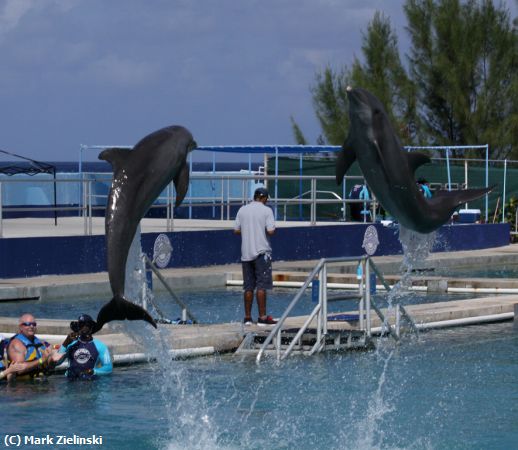 Missing Image: i_0016.jpg - Twin Dolphin Jump