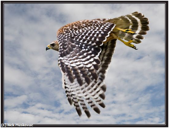 Missing Image: i_0026.jpg - Hawk