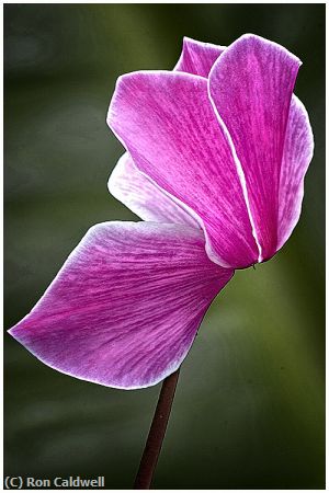 Missing Image: i_0028.jpg - Cyclamen-6