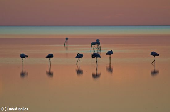 Missing Image: i_0006.jpg - Flamingos Botswana Salt pan