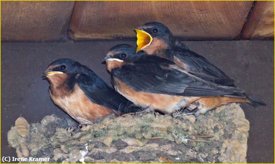 Missing Image: i_0018.jpg - Barn Swallow Fledglings