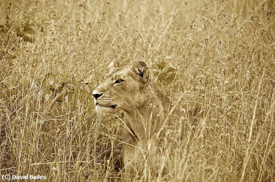 Missing Image: i_0022.jpg - Hiding in The Grass