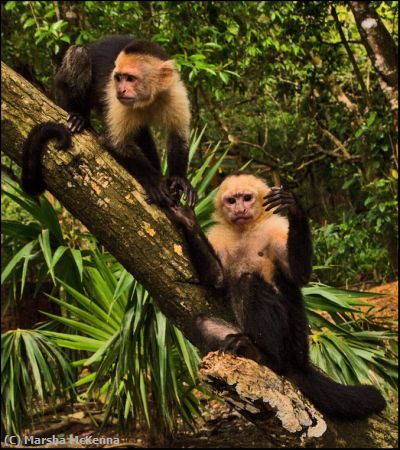 Missing Image: i_0032.jpg - Monkey Business