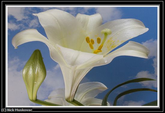 Missing Image: i_0053.jpg - White Lily