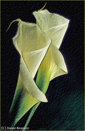 Missing Image: i_0056.jpg - Calla Lilies