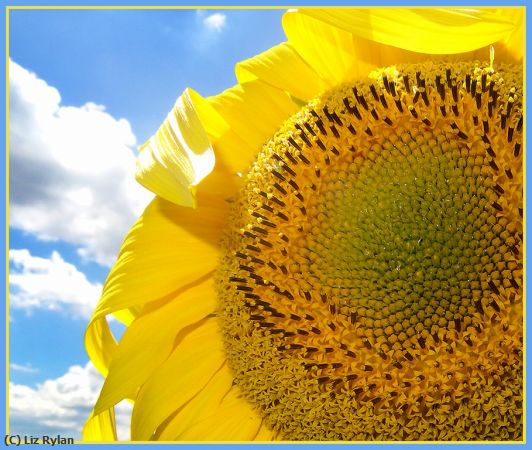 Missing Image: i_0009.jpg - SUNFLOWER-DETAIL