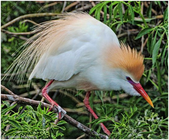 Missing Image: i_0021.jpg - Colorful Beak