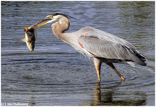 Missing Image: i_0022.jpg - Heron With Fish