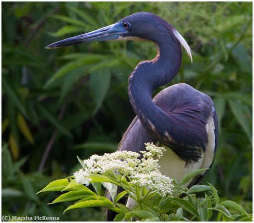 Missing Image: i_0030.jpg - Tricolor Heron Posing