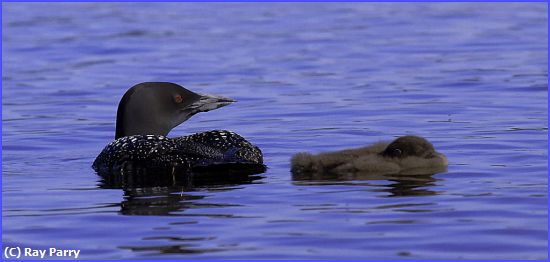 Missing Image: i_0032.jpg - Napping baby Loon