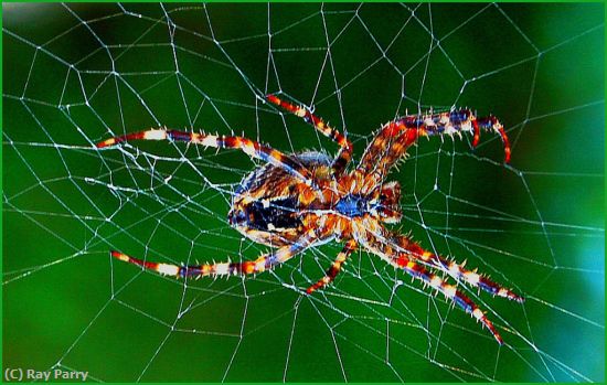 Missing Image: i_0036.jpg - Spider Repairing Web