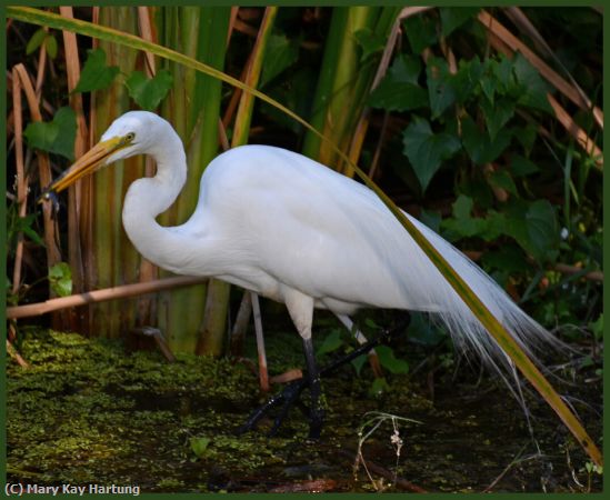 Missing Image: i_0039.jpg - Gr-Egret-with food