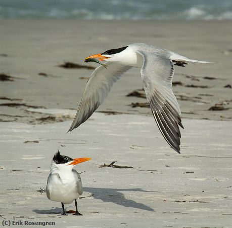 Missing Image: i_0042.jpg - Next-time-honey-Royal-Terns