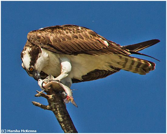 Missing Image: i_0043.jpg - Osprey at Lunch