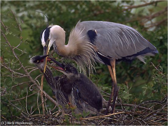 Missing Image: i_0044.jpg - Heron feeds her young