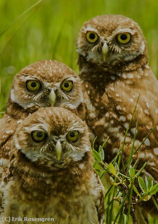 Missing Image: i_0027.jpg - the-threesome-Burrowing-Owls