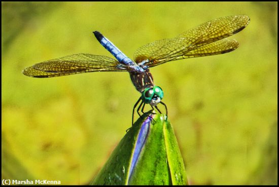 Missing Image: i_0002.jpg - Dragon Fly