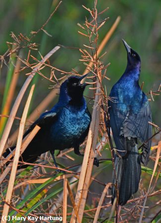 Missing Image: i_0007.jpg - Competing Grackle