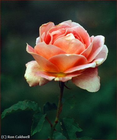 Missing Image: i_0025.jpg - rose