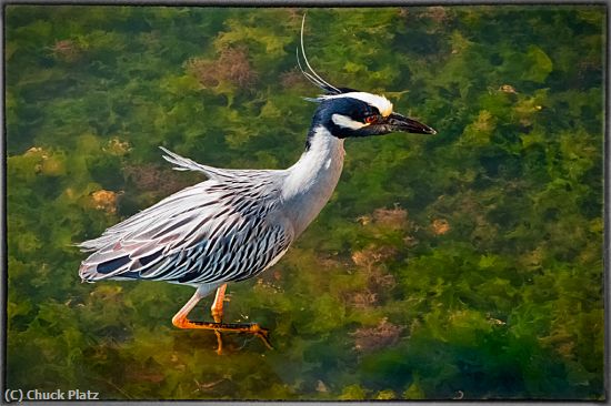 Missing Image: i_0027.jpg - Night Heron