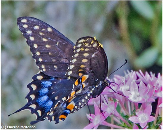 Missing Image: i_0030.jpg - Blue Butterfly