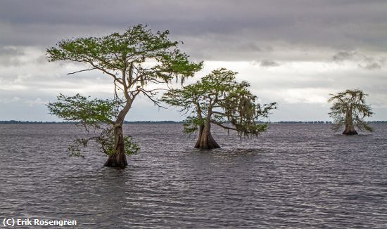 Missing Image: i_0064.jpg - Blue-Cypress-Lake