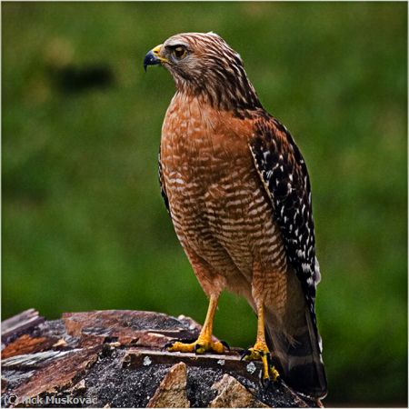 Missing Image: i_0012.jpg - Red Shoulder Hawk