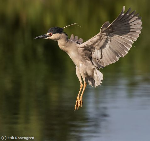 Missing Image: i_0026.jpg - Landing-Black-crowned-Night-Heron