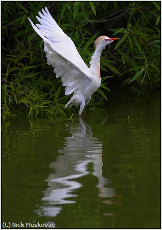 Missing Image: i_0027.jpg - Cattle Egret Reflection