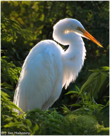 Missing Image: i_0032.jpg - Gatorland Egret