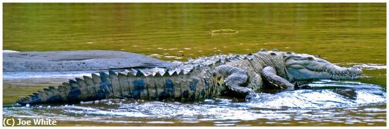 Missing Image: i_0039.jpg - The Croc