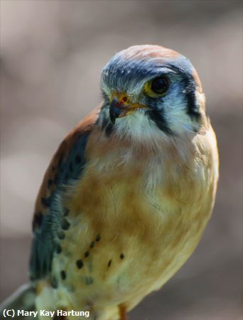 Missing Image: i_0040.jpg - American-Kestral