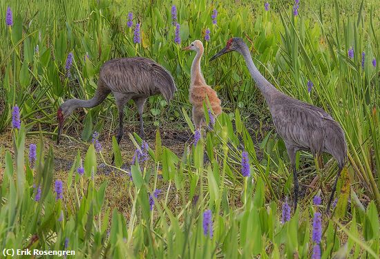 Missing Image: i_0042.jpg - Family-Time-Sandhill-Cranes