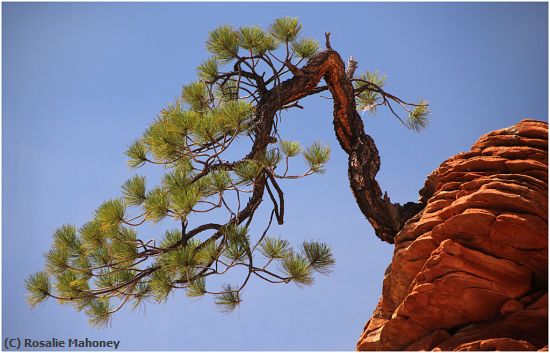 Missing Image: i_0003.jpg - Pinion Pine