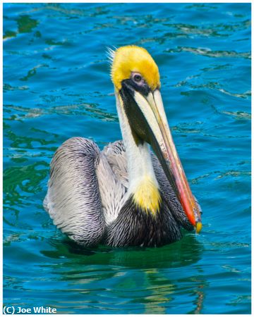 Missing Image: i_0007.jpg - Keywest Pelican