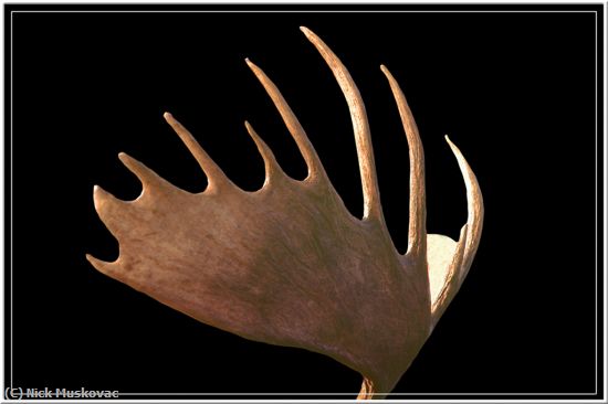 Missing Image: i_0037.jpg - Moose Antler