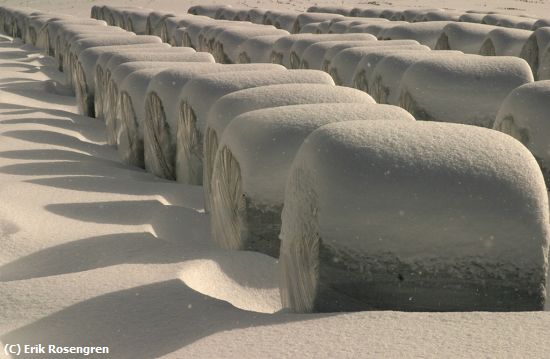 Missing Image: i_0041.jpg - Winter-rolled-hay