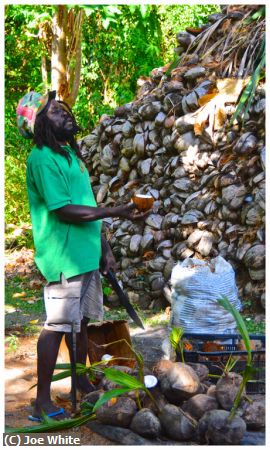Missing Image: i_0022.jpg - Coconut Man