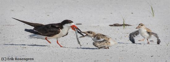 Missing Image: i_0022.jpg - Foods-ready-Black-Skimmers