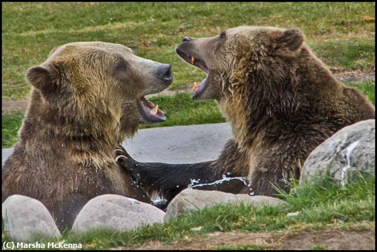 Missing Image: i_0024.jpg - Bears at Play