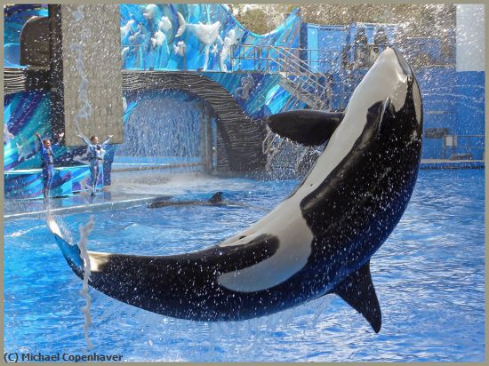 Missing Image: i_0038.jpg - sea world