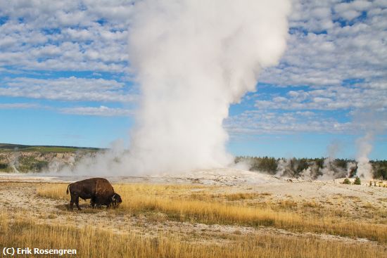 Missing Image: i_0046.jpg - Old-Faithful-and-the-Bison