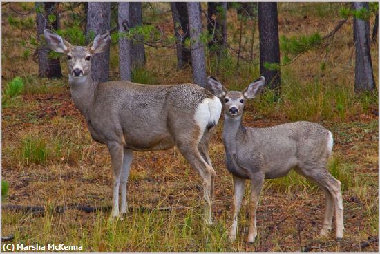 Missing Image: i_0013.jpg - Doe and Fawn