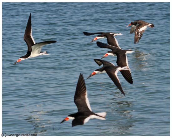 Missing Image: i_0027.jpg - Five Skimmers and an Osytercatcher