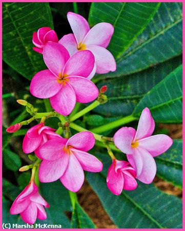 Missing Image: i_0029.jpg - Pink Plumeria