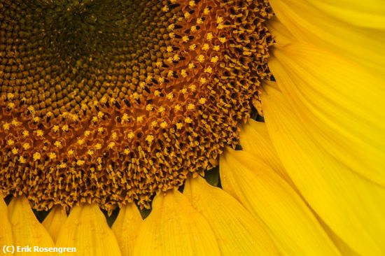 Missing Image: i_0030.jpg - Sunflower-yellow