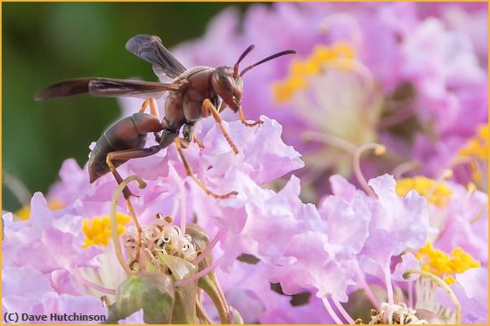 Missing Image: i_0035.jpg - Wasp On Pink