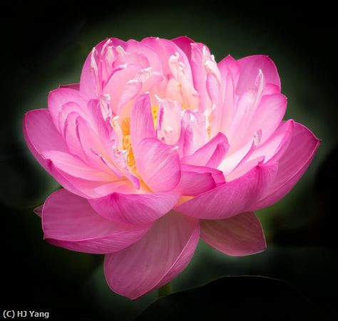 Missing Image: i_0036.jpg - Lotus