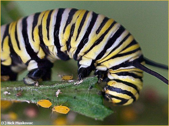 Missing Image: i_0044.jpg - Monarch-Caterpillar